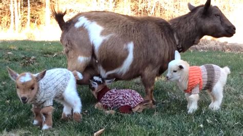 It doesn't get much cozier! Baby goats rock adorable little sweaters