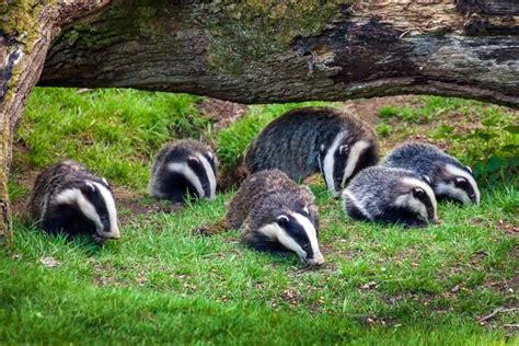 EUROPEAN BADGER: Everything You Need To Know!