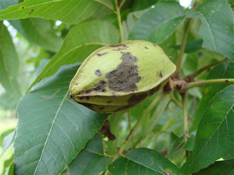 Green pecan nut on tree | Flickr - Photo Sharing!