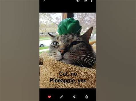 pineapple cat🍍 (meme) - YouTube