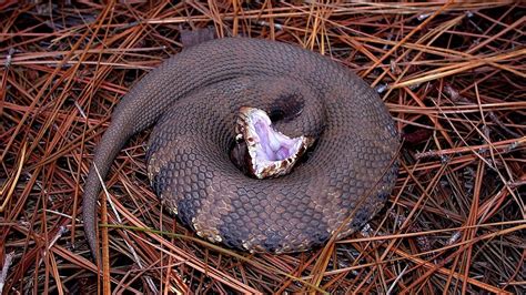 Water Moccasin, Cottonmouth: Different Names, Same Venomous Snake | Flipboard