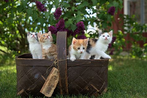 A BASKET OF KITTENS. | Cute Photos of Cats and Kittens | POPSUGAR Pets Photo 73