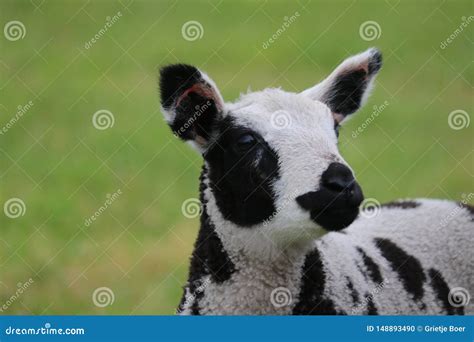 Dutch spotted sheep lamb stock photo. Image of sheep - 148893490