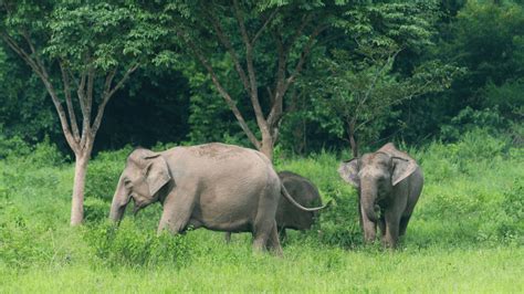 Elephant Nature Park: Immersing in the Majestic Realm