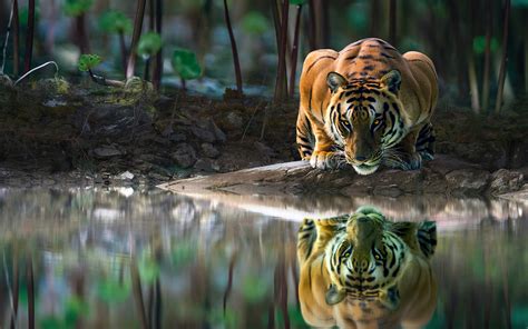 2880x1800 Tiger Glowing Eyes Drinking Water 4k Macbook Pro Retina ,HD 4k Wallpapers,Images ...