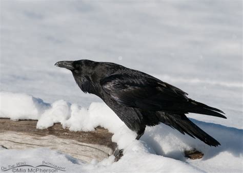 Common Raven in the snow - Mia McPherson's On The Wing Photography