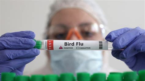 We need bird flu vaccine in case it jumps to humans, top scientist warns