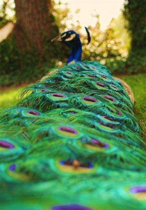 peacock | Beautiful birds, Animals beautiful, Beautiful creatures