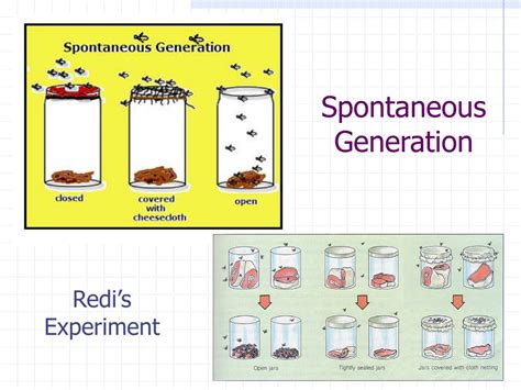 PPT - Spontaneous Generation What is this theory? PowerPoint Presentation - ID:4108040