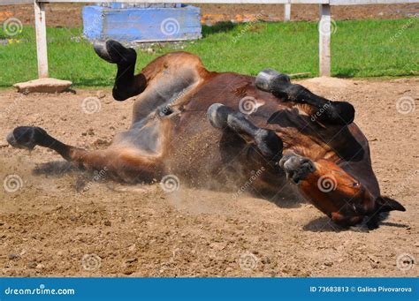 Horse lying on its back stock image. Image of horse, lying - 73683813