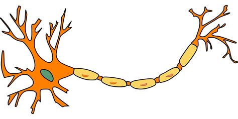 Labeled Neuron Diagram - Science Trends