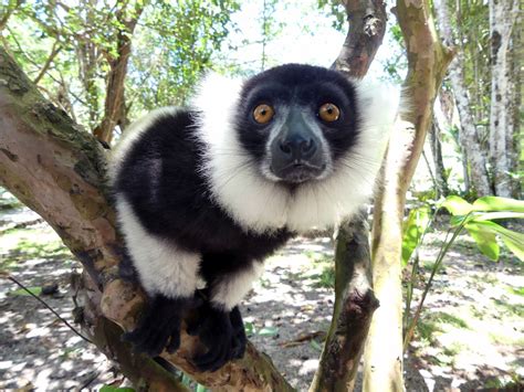 Madagascar Wildlife (Mammal Watching) Tour Trip Report from Royle ...