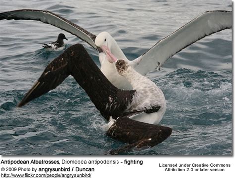 Antipodean Albatrosses (Diomedea antipodensis) | Earth Life