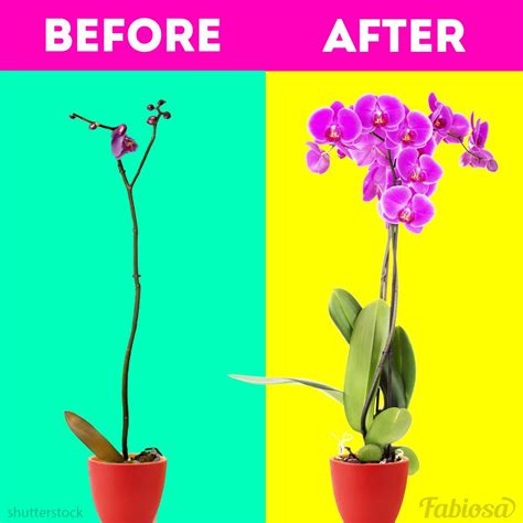 Fabiosa Belle - Easy orchid propagation methods: How to grow orchids at home | Orchid ...