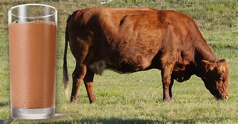 A Worrying Number Of Americans Believe Chocolate Milk Comes From Brown ...