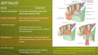 Anatomy of oral cavity | PPT