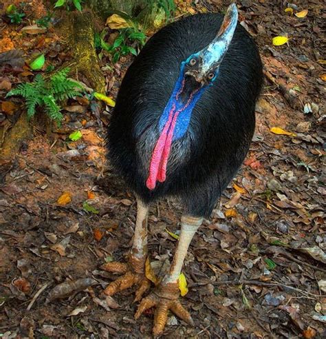 How Many Of These Weird Australian Animals Can You Name? | Australian animals, Animals, Cassowary