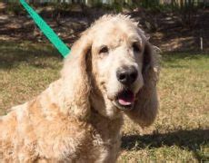 Bassetoodle (Basset Hound Poodle Mix) Info, Temperament, Puppies, Pictures