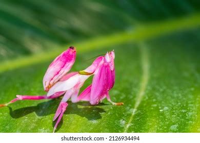 537 Orchid mantis camouflage Images, Stock Photos & Vectors | Shutterstock