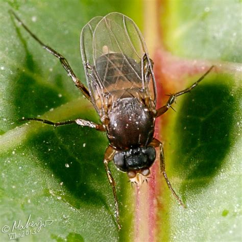 Diptera.info - Discussion Forum: Phoridae?. Identification, please. South Spain