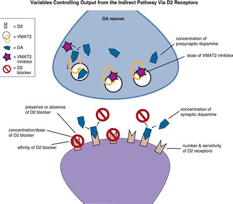 Mechanism of action of vesicular monoamine transporter 2 (VMAT2 ...