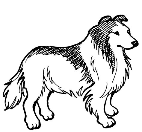 Rough Collie black and white Coloring Page - Free Printable Coloring Pages