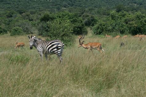 Self-Drive Safari Guide for Akagera National Park - Where's Windji