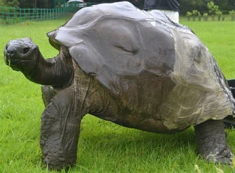 Jonathan the 190-Year-Old Tortoise Was Photographed in 1886 and Today ...