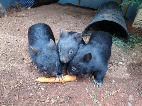 Orphaned Baby Wombats Refuse To Sleep Alone - The Dodo