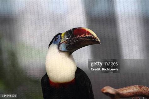 Toucan Cage Photos and Premium High Res Pictures - Getty Images