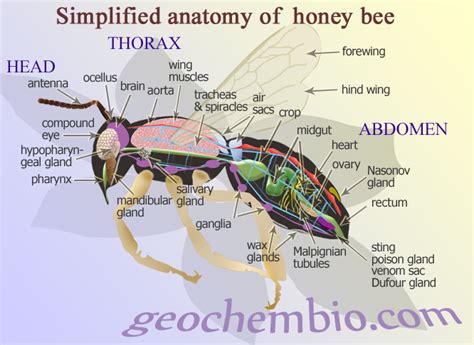 Honeybee Anatomy We wouldn't be Triple B without the Honey bee! Make ...