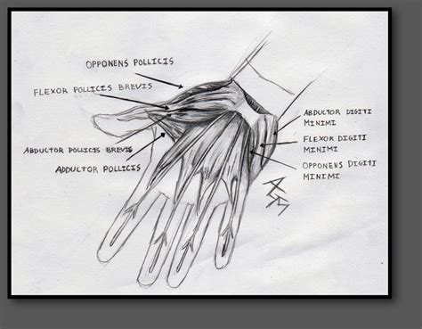 Hand Muscle Diagram by NoSolace on DeviantArt