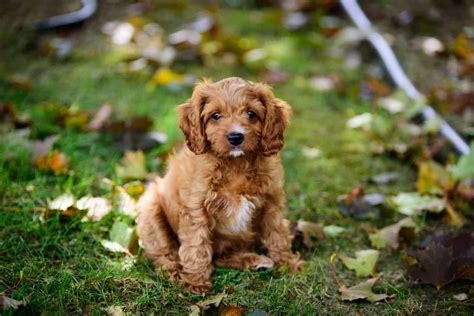 15 Best Cavapoo Breeders In Pennsylvania: Best Pups in PA