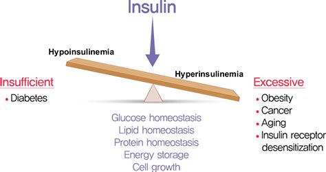 Hyperinsulinemia meaning, causes, levels, diagnosis & treatment