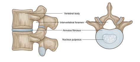 Intervertebral Discs in Yoga: Managing Mechanical Forces — Stacy Dockins