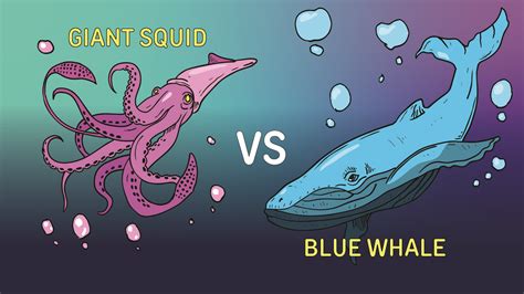 Giant Squid vs. Blue Whales | Smash Boom Best