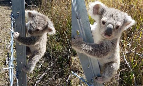 It's raining koalas! – WWF-Australia | It's raining koalas! | WWF Australia