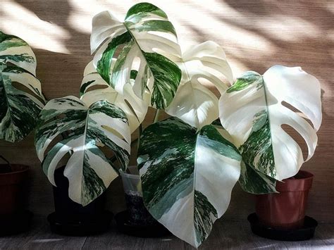 How The Variegated Monstera Became An Instagram Obsession — Plant Care ...