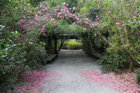 Charleston Daily Photo: St. Francis of Magnolia Plantation