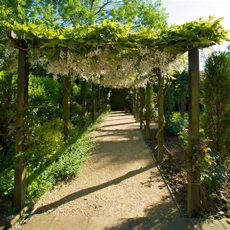 The Best Plants To Compliment Your Pergola | QLD Building Repairs