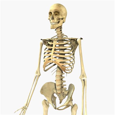 Human Full Body Skeleton 3D Model