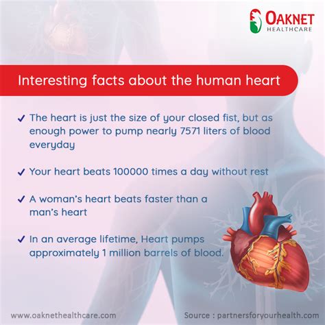 Interesting facts about the Human Heart | by Oaknet Healthcare | Medium