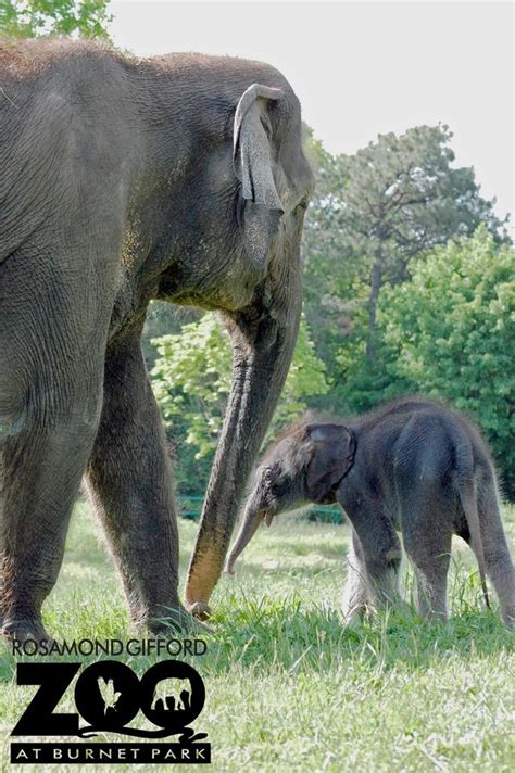 Baby Elephant Is Third Generation At Rosamond Gifford Zoo - ZooBorns