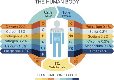 Chemical Composition of the Human Body