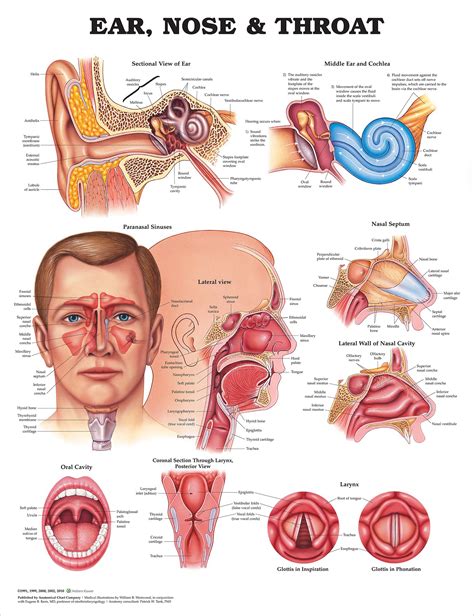 Buy ACC Ear, Nose and Throat Anatomical Chart, 20.00" x 26.00" Online at desertcartUAE