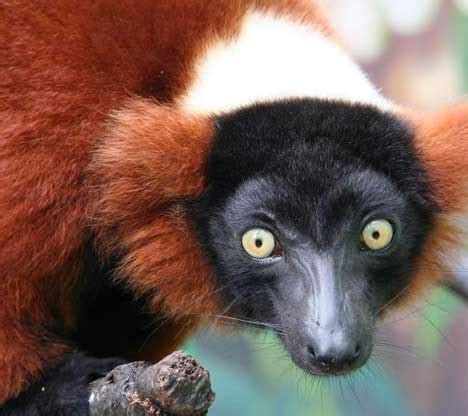 Red Ruffed Lemur - Creation Kingdom Zoo