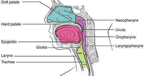 Inferior pharyngeal constrictor muscle hypopharynx - antlua