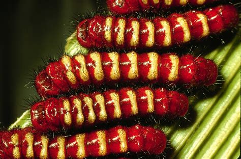 Scientists Discover How a Group of Caterpillars Became Poisonous | Smithsonian Institution