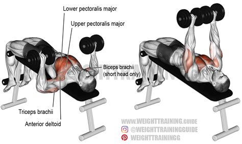 Decline dumbbell bench press exercise instructions and video | Brust ...