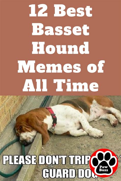 12 Best Basset Hound Memes of All Time | Basset hound, Basset, Hound